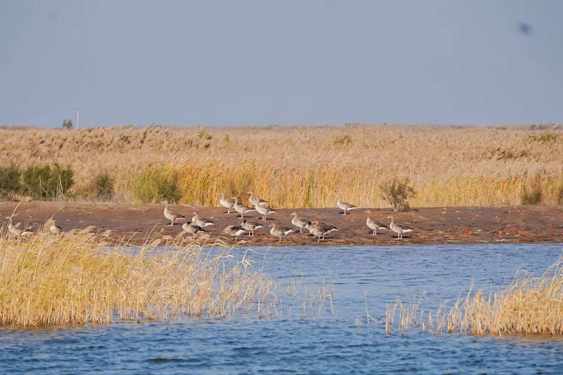 保护地球免疫力，菲仕兰这堂自然课太硬核了！