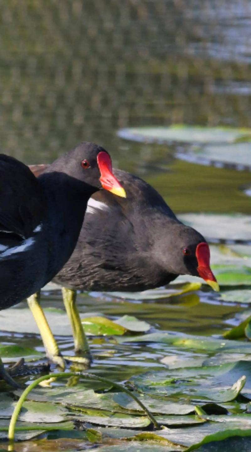 画家吕文扬的水鸟清韵