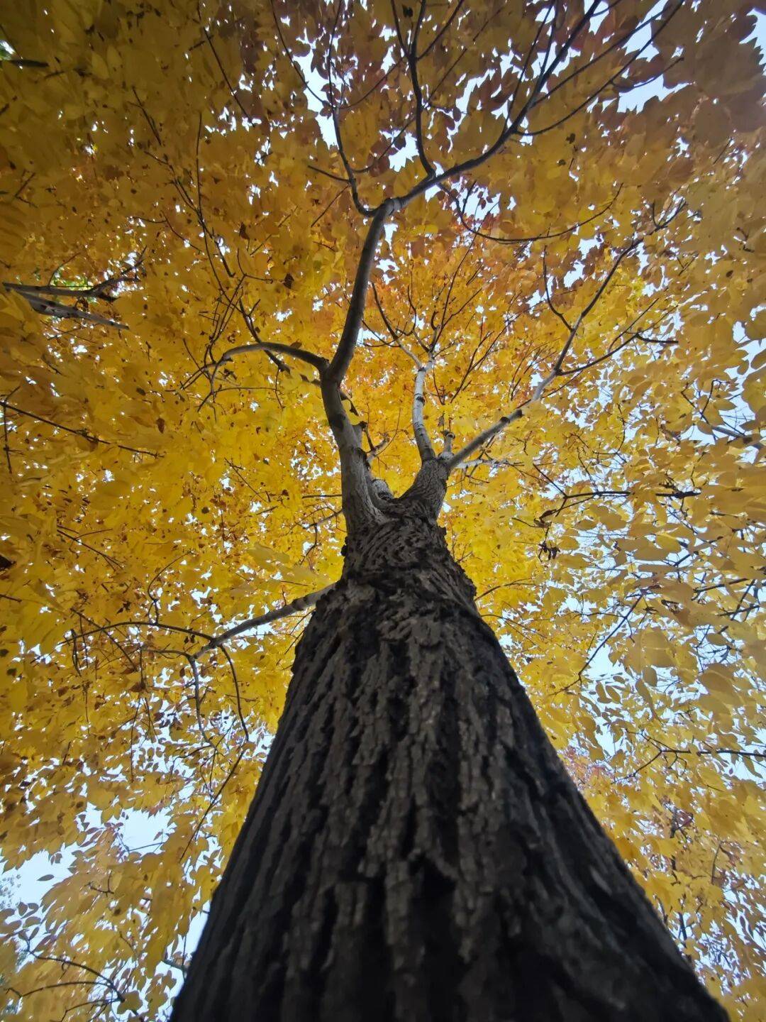 触觉花园、艺术家共享工坊……通州57座公园推进“无界”建设，累计拆围25252.8米