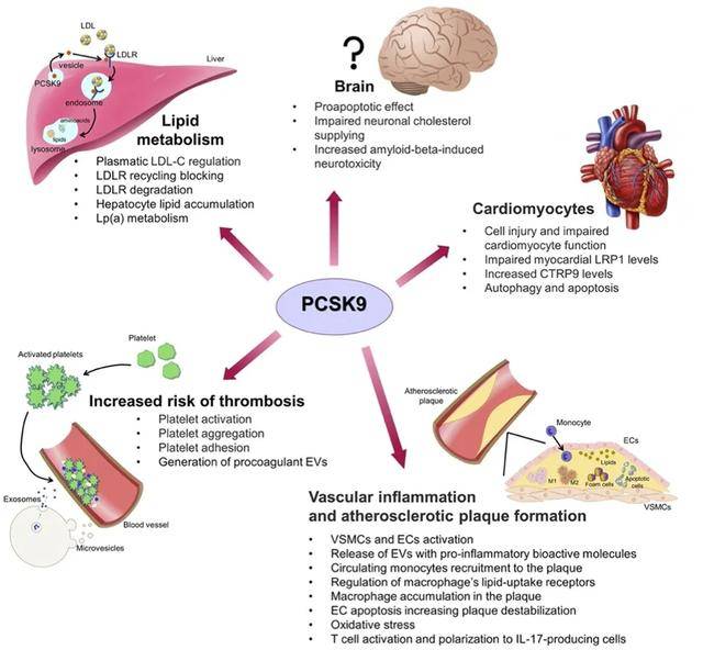 超长效的PCSK9抑制剂降脂针，国内在用的有6款！各有哪些不同？
