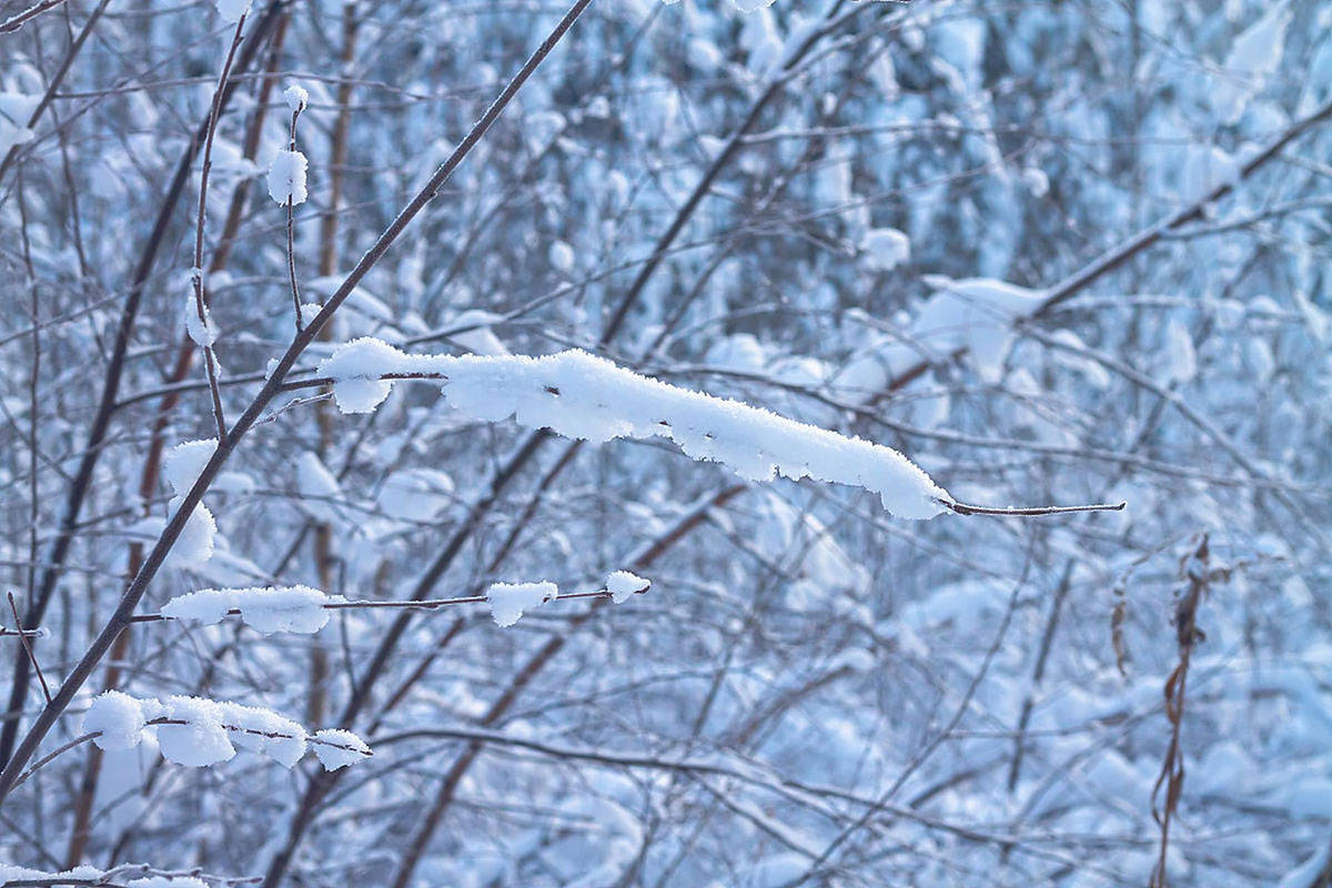 原创            “小雪不排寒，一冬都白忙”，小雪后寒气重，多吃这4样，排寒养阳，气血通畅，平安过一冬