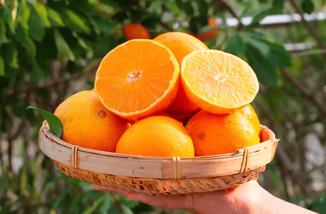 这种水果煮熟,比生吃更补人。冬天赶紧试试！