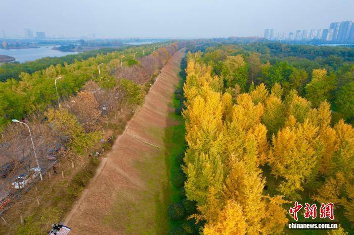 陕西西安：银杏林由绿转黄吸引市民游玩