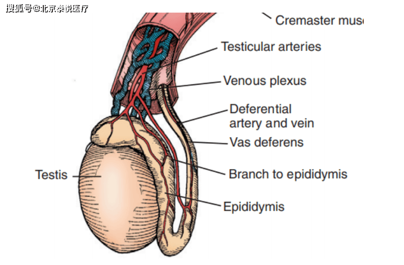 久坐后下腹坠胀还想上厕所？别忽视这些原因