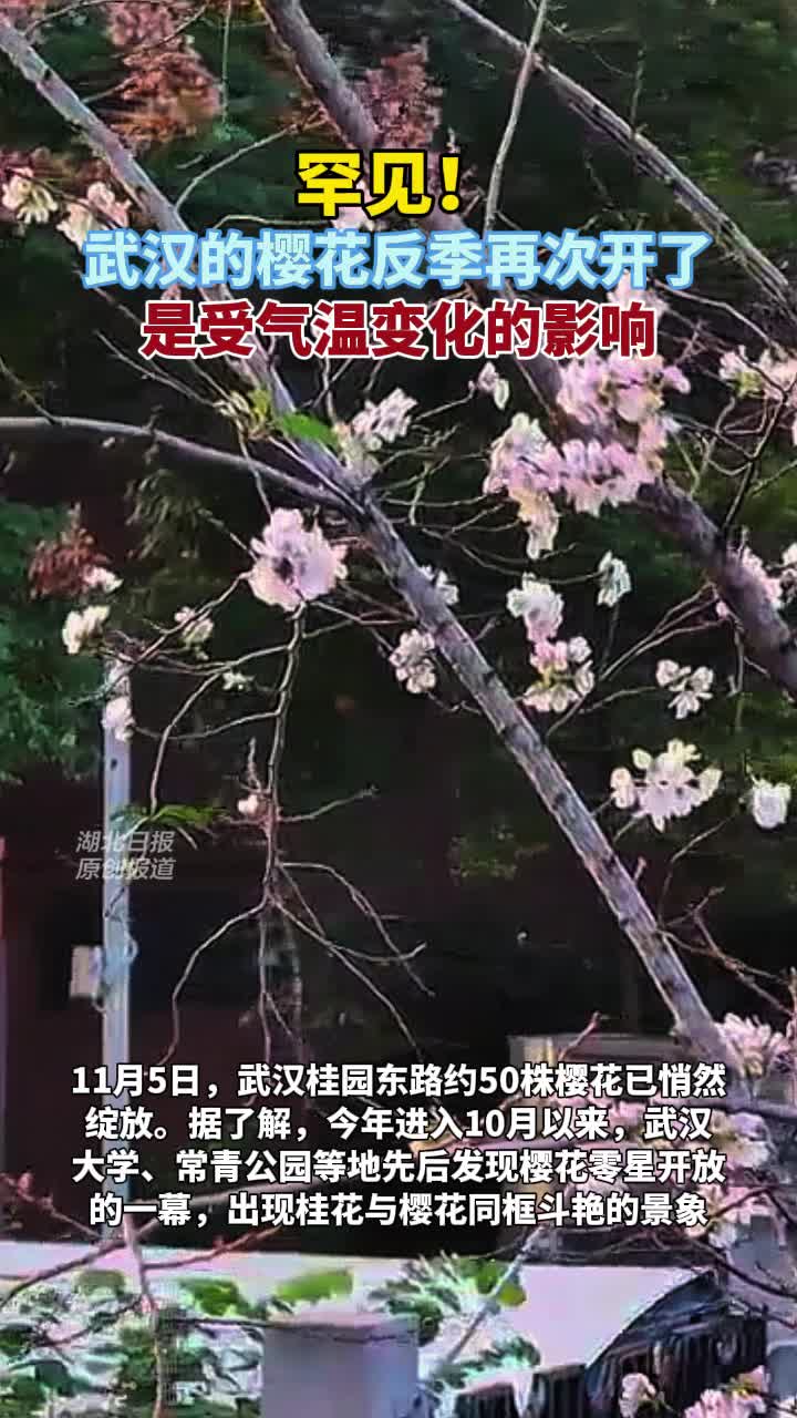 罕见！武汉的樱花反季再次开了