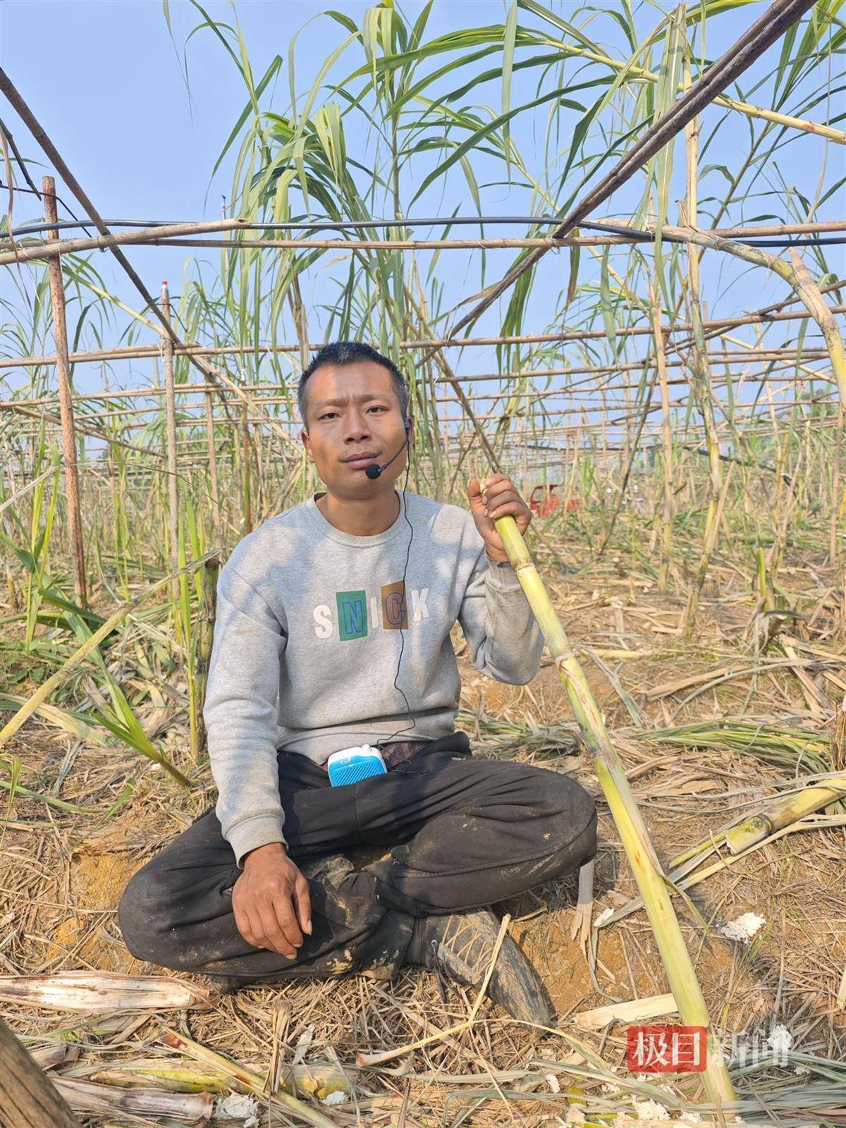 终于被你们偷完了！农场老板笑嘻嘻宣布“自助偷甘蔗”活动结束，自称要下班回家睡瞌睡