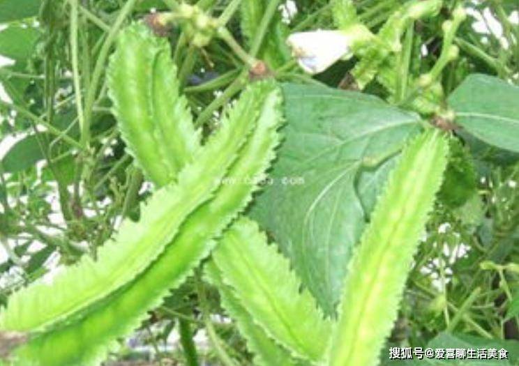 原创            小雪过后，这豆要多吃，润燥排毒、护眼强体，这3种做法特别好吃！