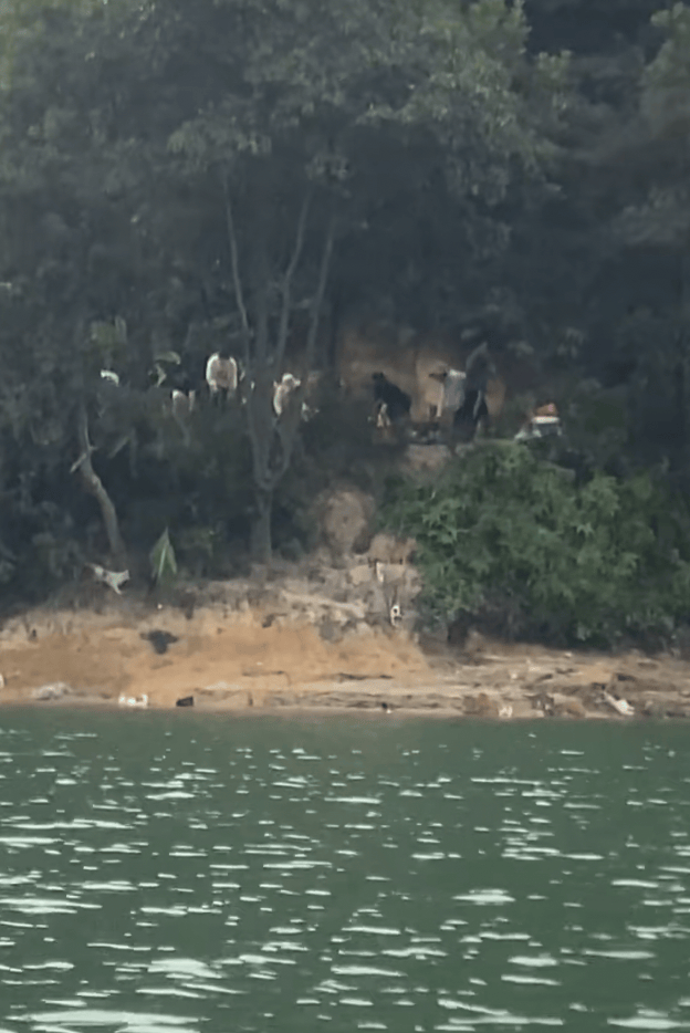 广东清远有人在水库边放生大量猫，有猫出笼时应激跳水，当地：是居民饮用水源，将查处