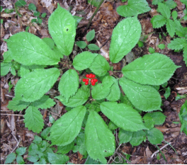 通达康之家科普|这几种 “参” 藏着大功效！你吃对了吗？