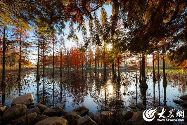 四季予你丨流动的油画！鱼鸟河水杉林上演“渐变魔法”