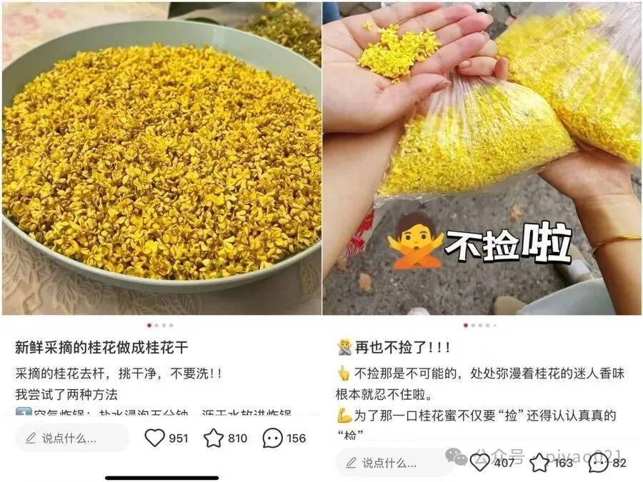 这两天，上海满城都是！千万不要随便吃，容易中毒……