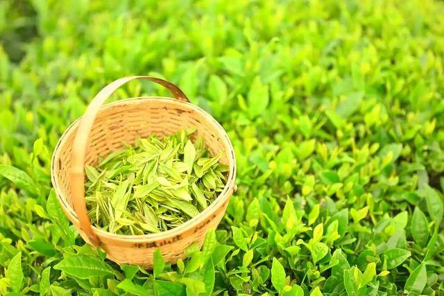 原创            茶叶再次被关注！医生提醒：高血脂患者常喝茶，或出现这4种变化