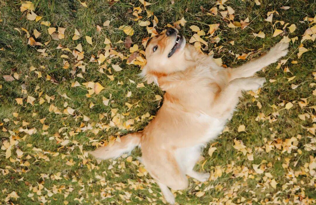 花399给狗子拍了组写真，主人无语：可以报警吗？