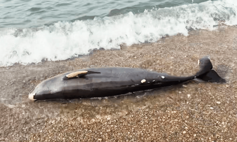 女大学生在大连海边拍摄素材，却意外发现已死亡的它