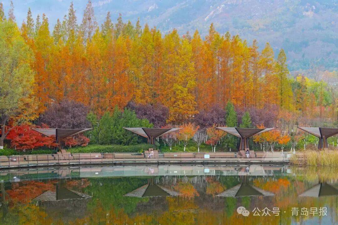 焦糖色水杉染初冬，青岛这里美成了油画！