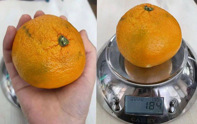 橘子、柚子、橙子，哪种对血糖影响大？结果出乎意料！