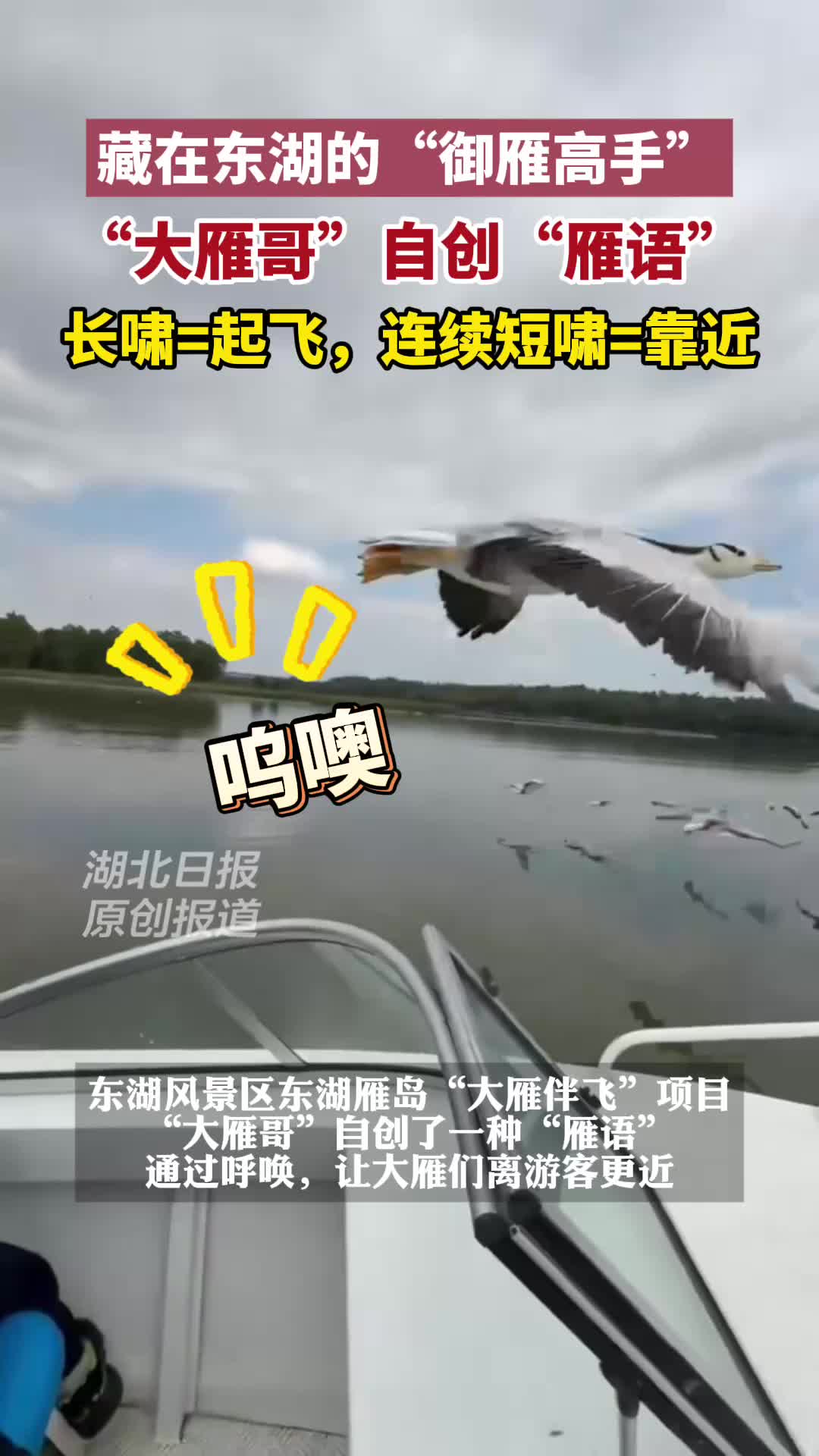 揭秘东湖“大雁哥”的自创“雁语”，一声长啸，御雁飞行！