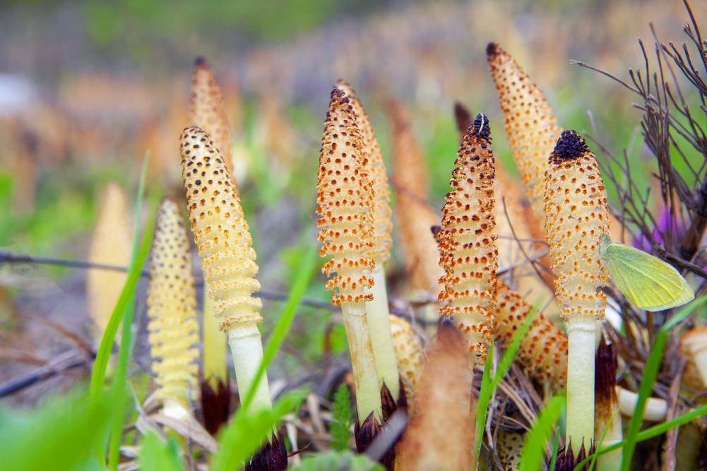 养生界的超级搭档：肉苁蓉与黄精的完美组合，提升体质的最佳选择