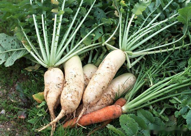 “冬天吃一根，腿脚站稳跟”，买5斤腌起来，随吃随取，全家爱吃