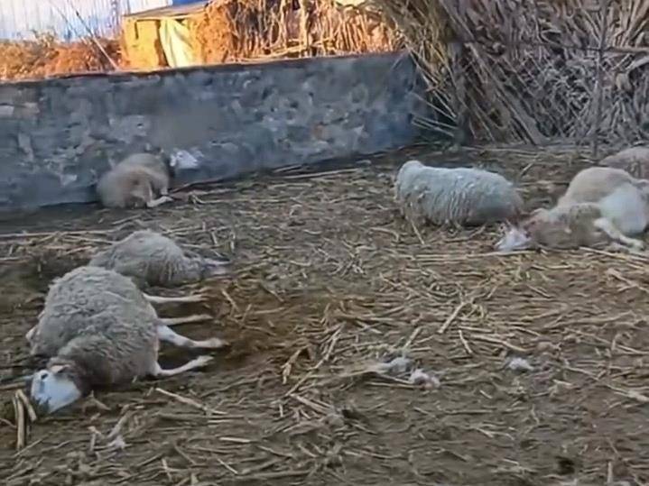辽宁一农户17只羊一夜之间被不明生物咬死，警方回应
