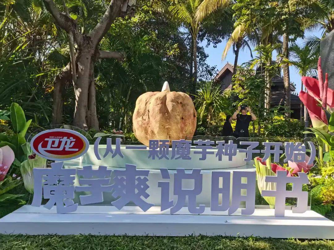 中国魔芋产业，为何越来越火了？