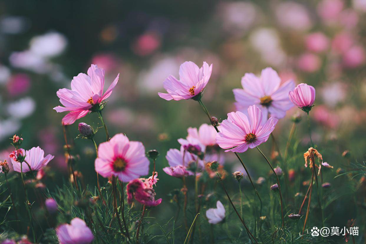 男人有这几个操作，不只是玩玩，是真的动心了