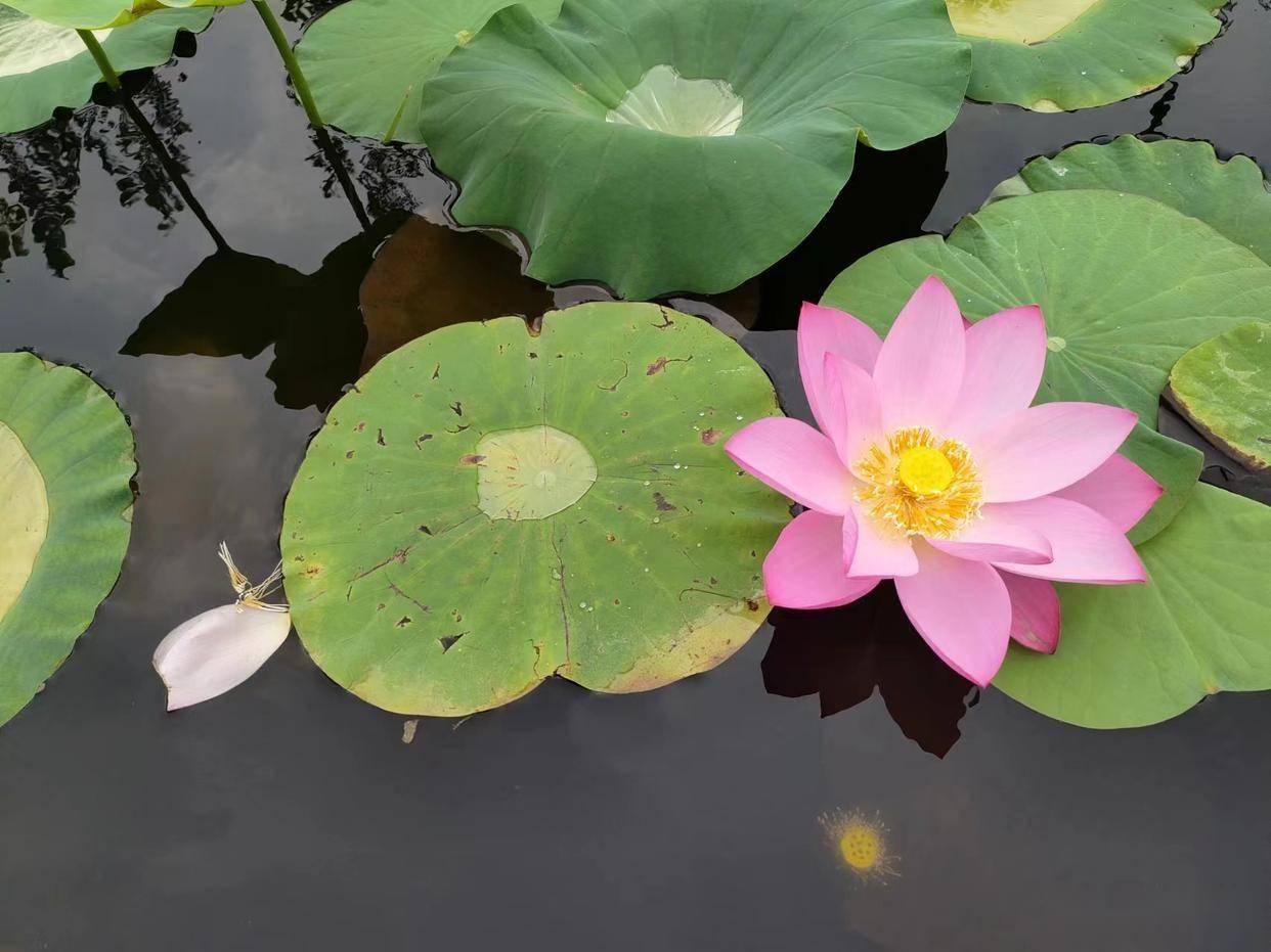 我发现身边真正厉害的男人，都有点“柔”