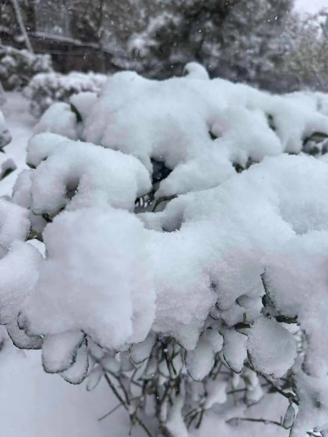 大雪将至，记得吃这“三宝”！健脾暖身又消食，健康过寒冬