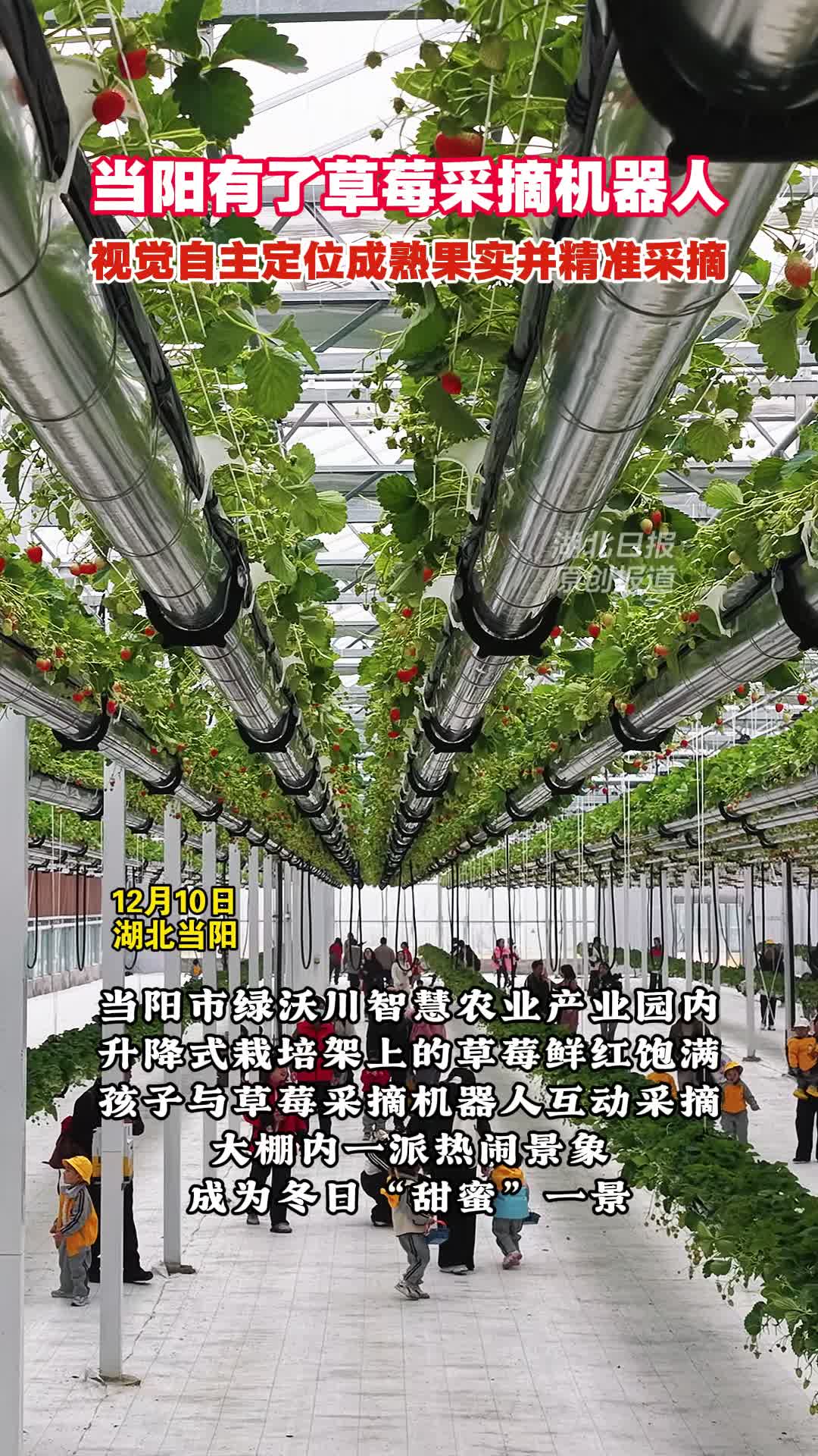 机器人上岗采摘草莓   当阳赋能智慧农业
