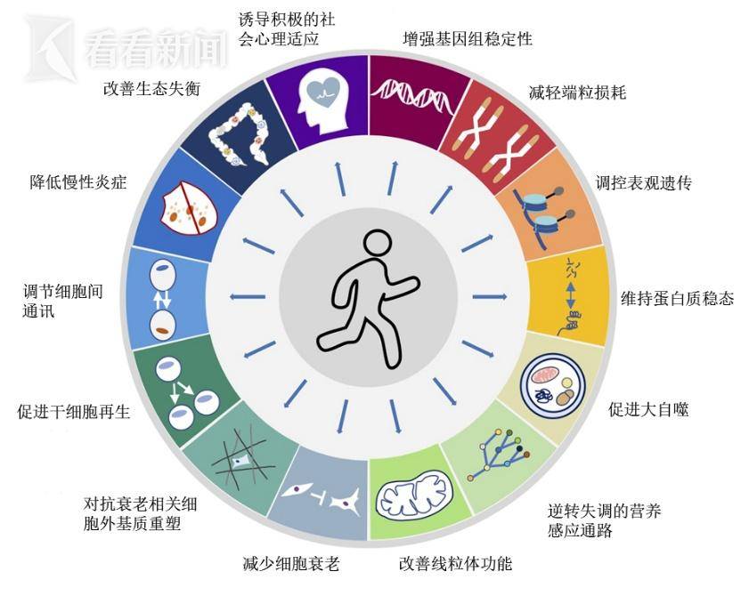 运动抗衰老？从“细胞层面”有了说法！