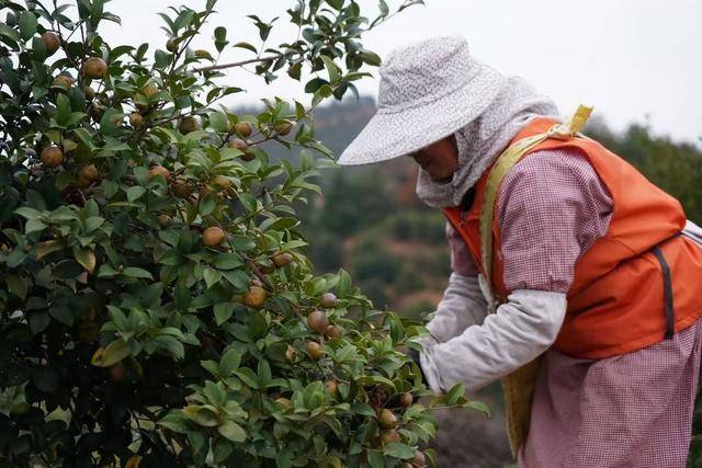 “十四五”期间我国茶油产量增长53% 油茶种植面积已超7500万亩
