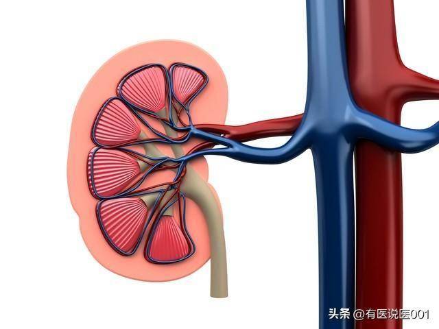 3款调理慢性肾衰竭的经典中成药：护肾缓进展，辨证用更稳