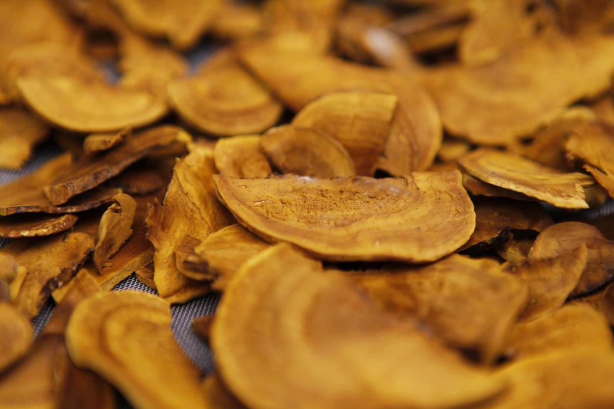 桑黄——甲状腺癌防治的新希望？