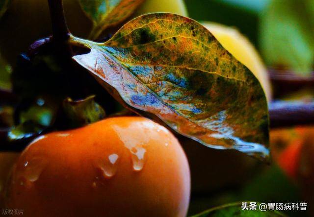柿子叶的药理作用：保护心脑血管、抗氧化、降血脂、去黄褐斑...