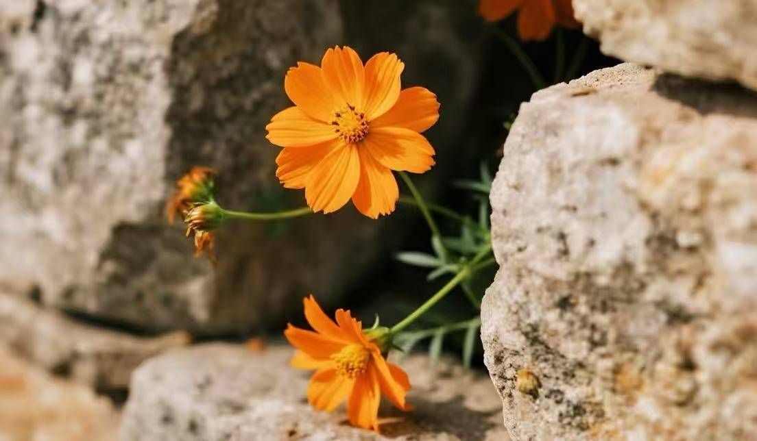 抑郁症，只有到了三阴真寒，才需要扶阳损阴...