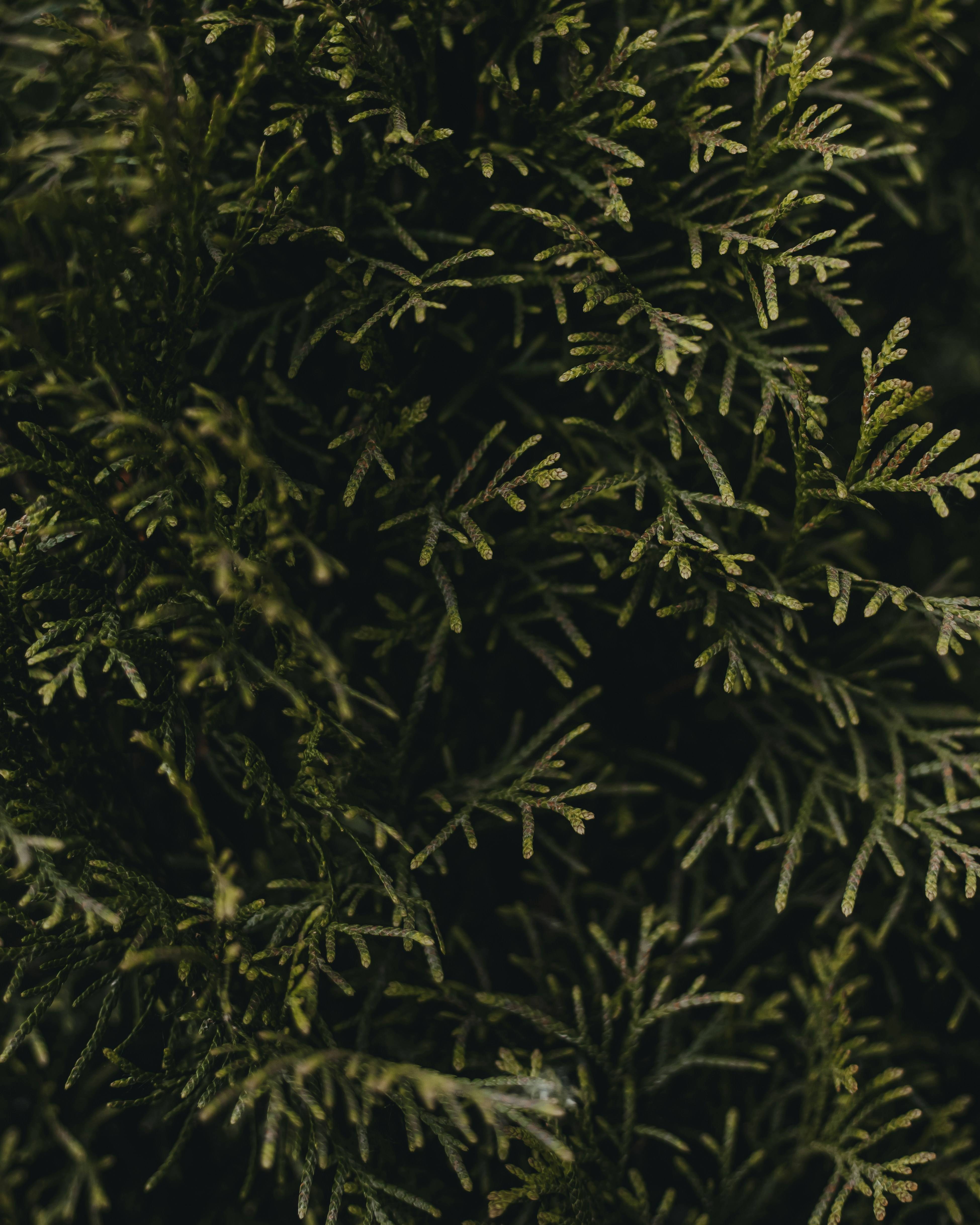 膳食补充剂行业新趋势：草本产品如何助力心理健康与减肥增肌？