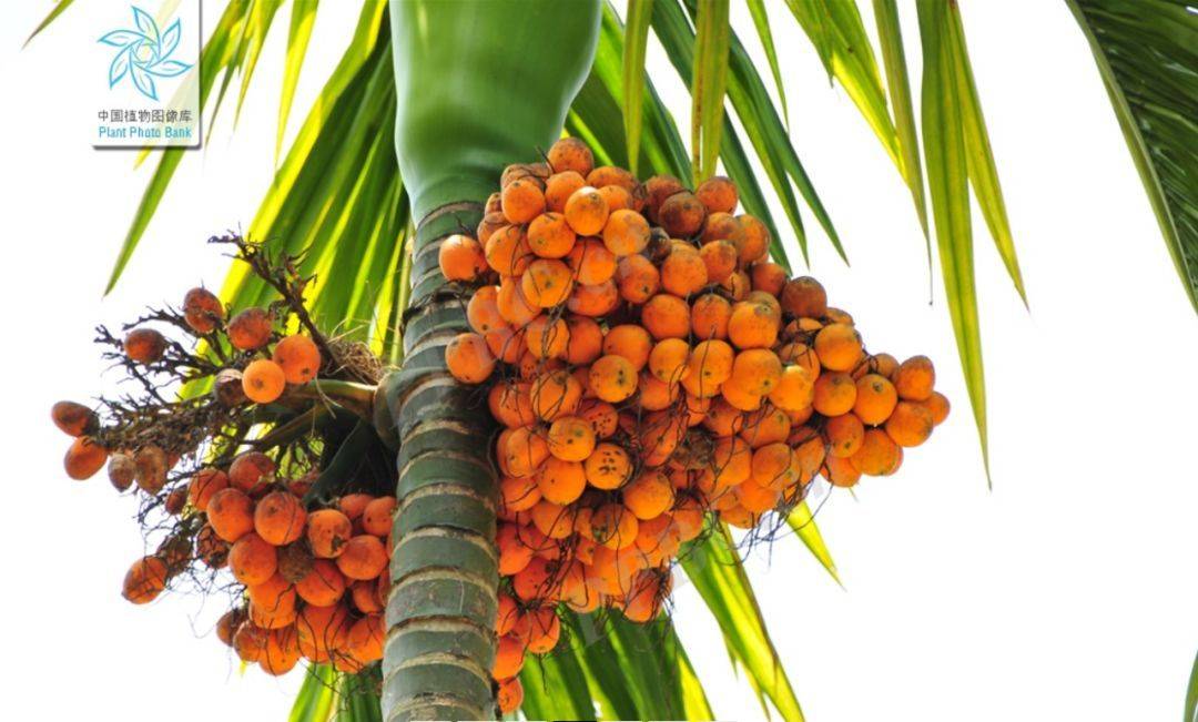 你吃槟榔的时候，槟榔也在吃你