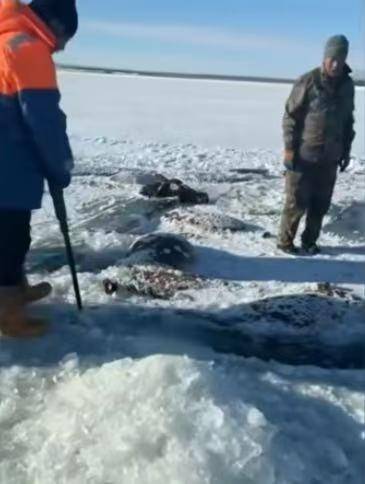 水库冰面下发现13匹冰冻马主人再发声：均为放养且未买保险，当天可能去水库找水喝出意外