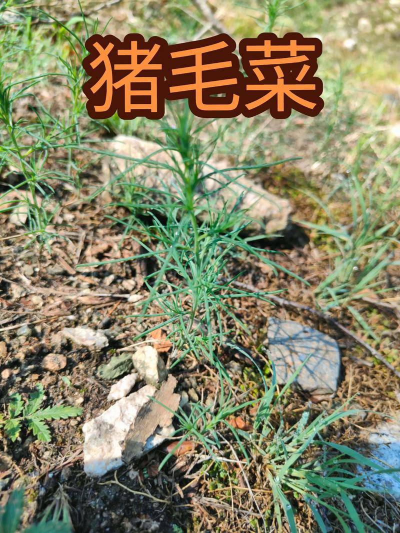 猪毛菜功效和作用