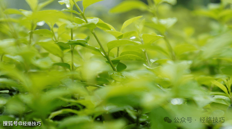 原创            冬天没上火，就别随便喝凉茶，这3类人可能越喝越虚