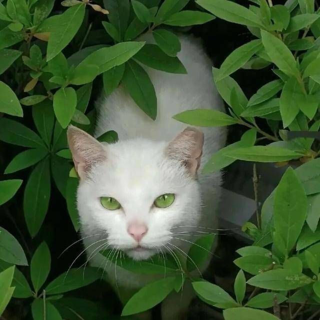 宝石成了赝品，它的双眸才是真迹