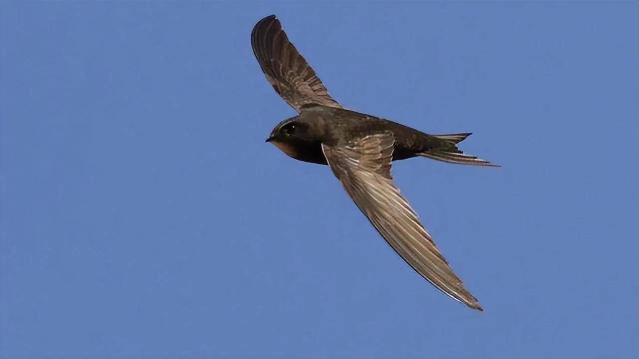 暗夜与羽翼：画家吕文扬的夜鹰凝视