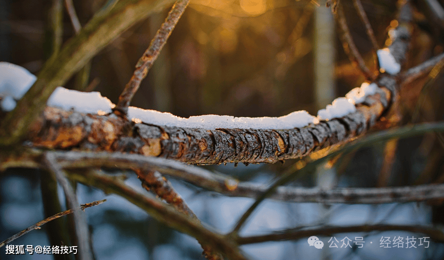 原创            冬至的饭桌上，别忘了加这样“接地气”的食物，为身体打好底子！