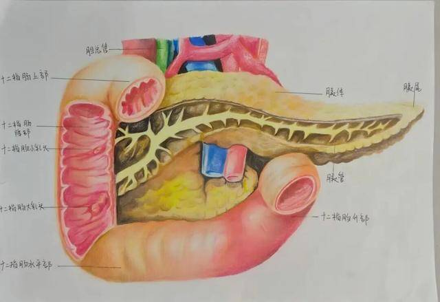 濮阳医学高等专科学校举办第六届解剖绘画比赛