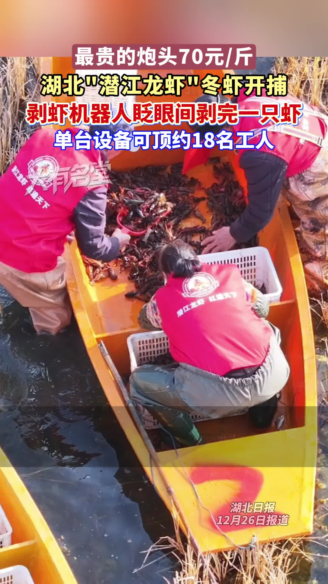 “潜江龙虾”冬捕现场，剥虾机器人瞬间剥完一只虾