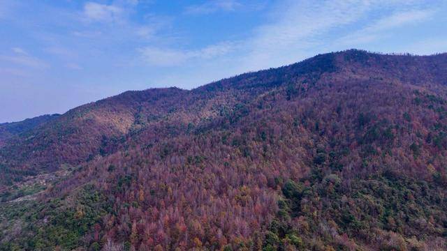 江永：冬日红杉林 缤纷似油画