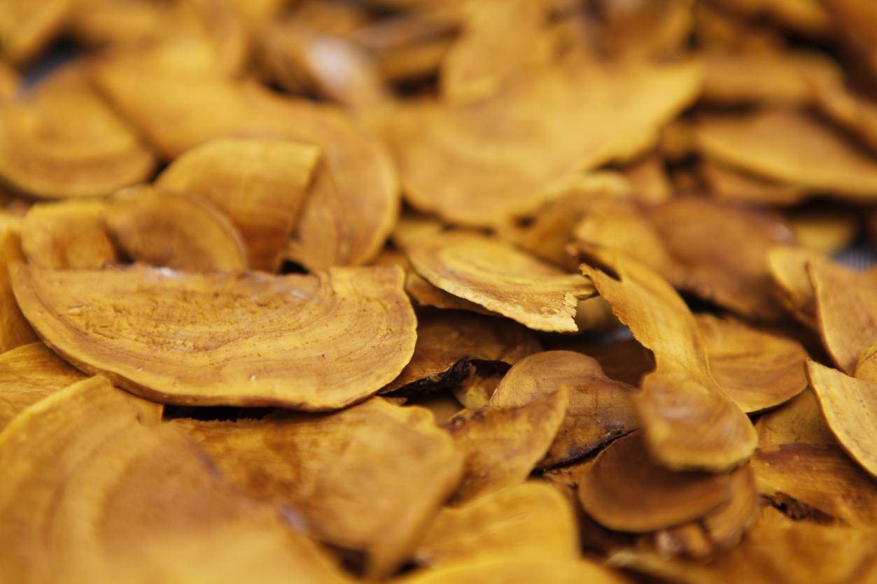 探秘桑黄泡水喝：正确方法大揭秘