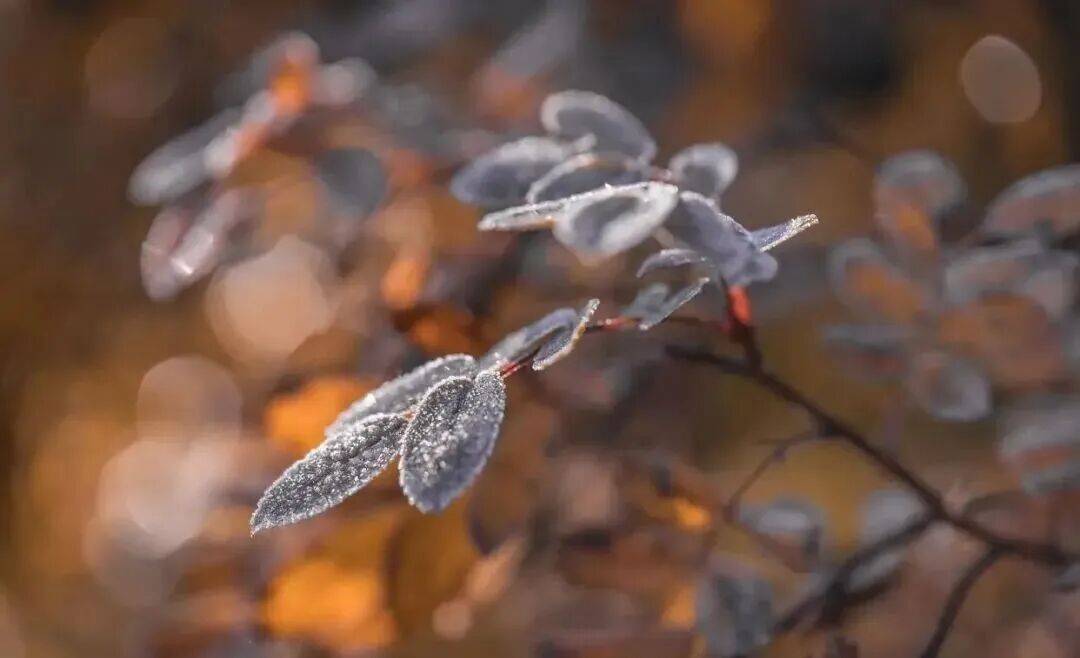 【养生】——霜降节气：抓住养脾胃最重要的18天，多吃3个小果子，养好脾胃，升脾阳！