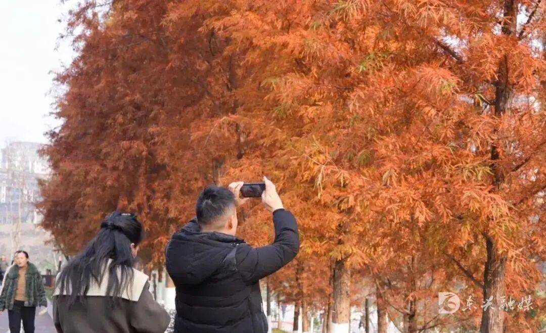 来东兴看落羽杉，邂逅冬日浪漫油画