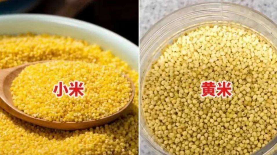 原创            一个叫小米，一个叫黄米，同样是粗粮，区别可大了，别再买错！